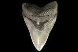 Serrated, Fossil Megalodon Tooth - Collector Quality #78207-2